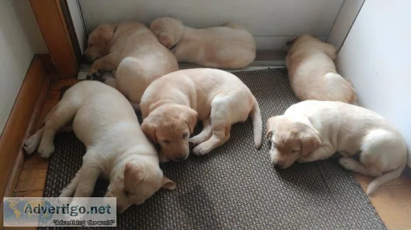 Organically Homegrown ACK Yellow Labradors