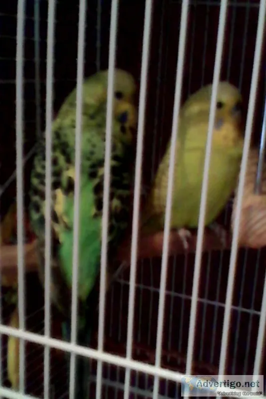 male and female budgies &pound36 for the pair ..