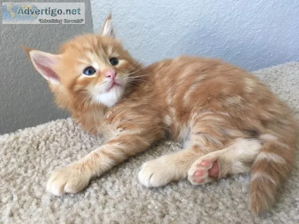 Maine c--n kitten 