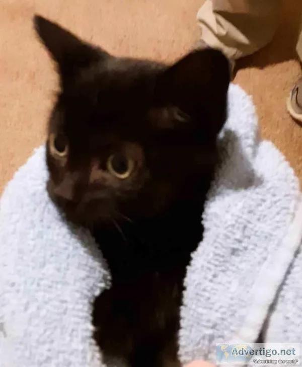 Black kitten free