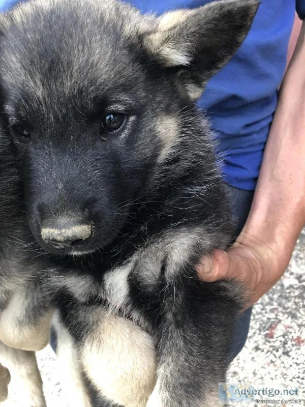 Elkhound