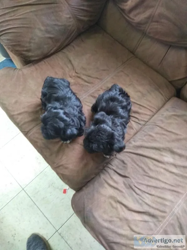 Shitzu and Yorkie mix puppies