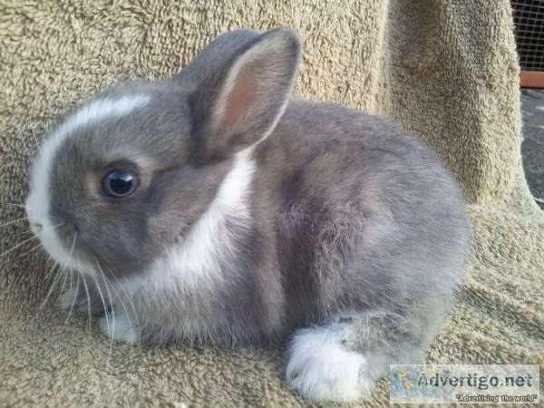 CUTE AND ADORABLE RABBITS AVALIBLE