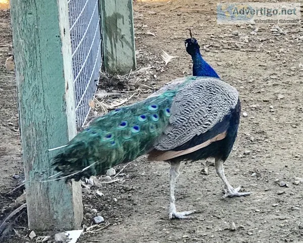 Peacocks -India Blue Blk Shoulder