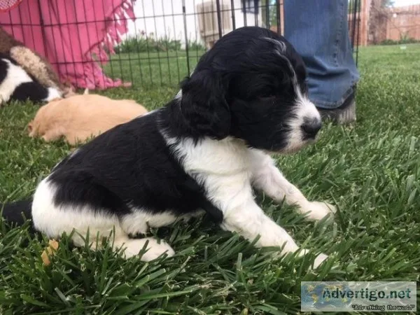 Labradoodle Parti Puppies F1b