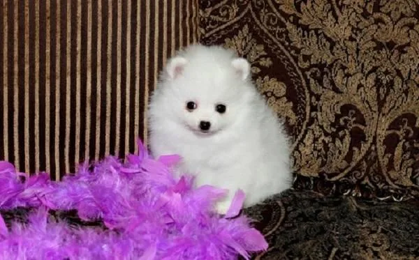 POMERANIAN PUPPIES 3 FEMALES and 2 MALES
