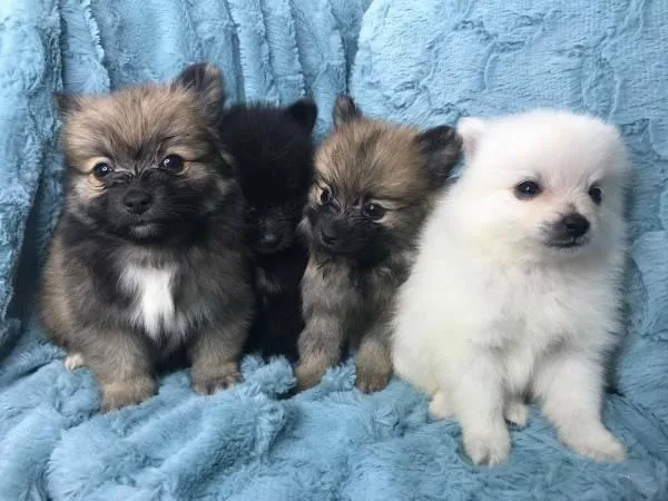 POMERANIAN PUPPIES TO GO (ALL COLOURS)