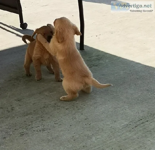 Excellent Golden Retriever Puppies
