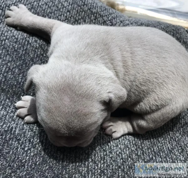 Lilac Olde English Bulldog puppies