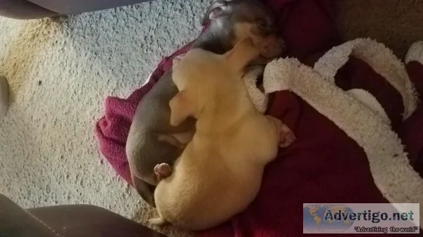Free Chihuahua mix pups to good loving home