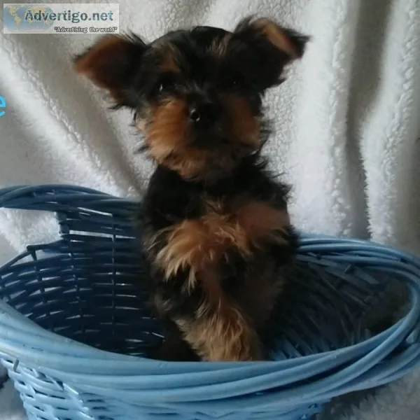 Yorkie puppies