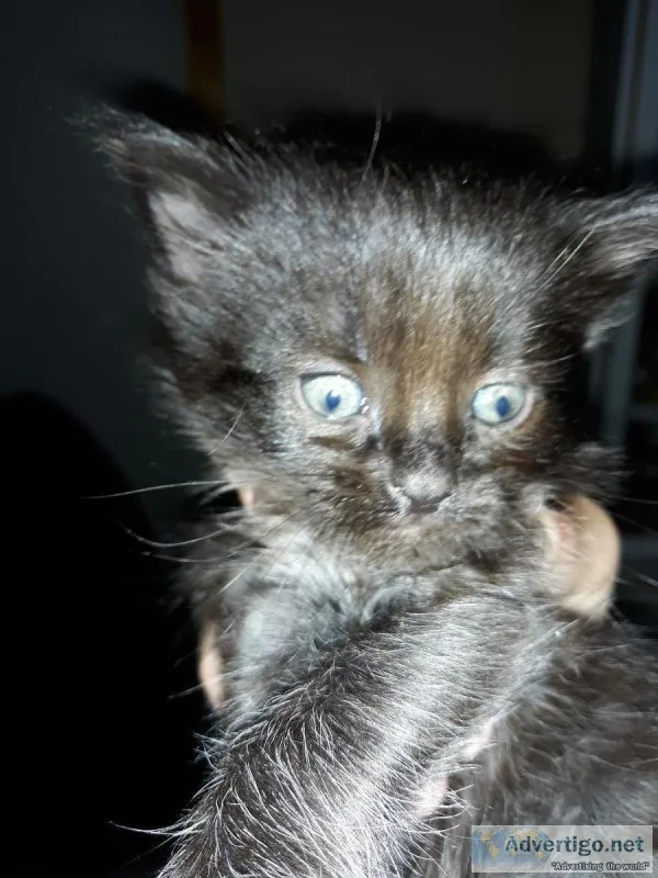 Free kittens