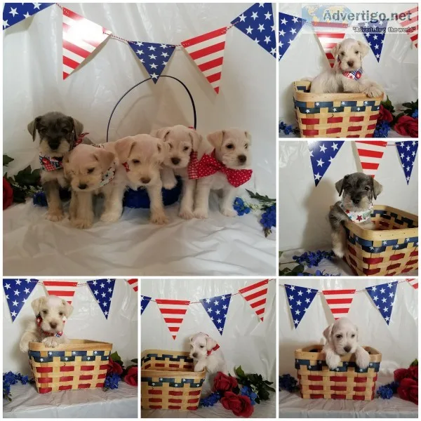 Miniature Schnauzers