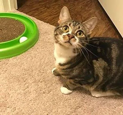Free 1yr 8month Mackerel Tabby Cat
