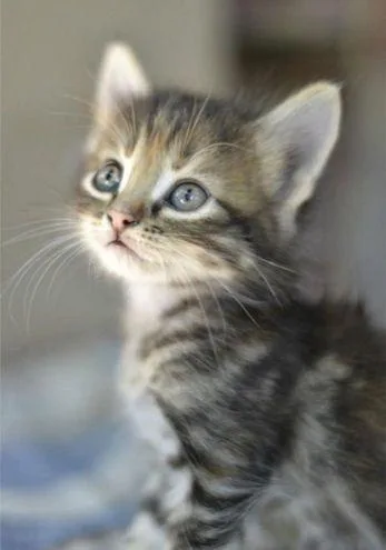 Kittens