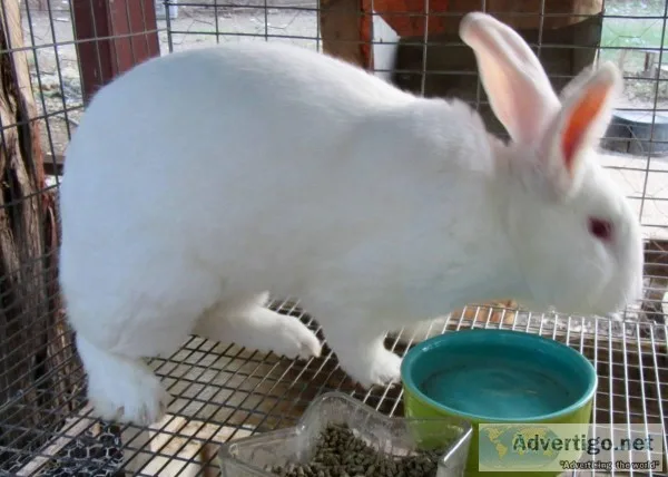 CUTE AND ADORABLE RABBITS AVALIBLE