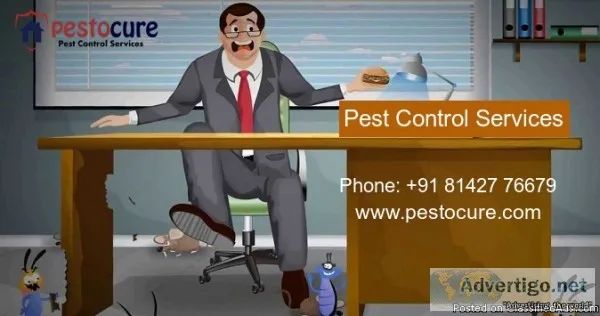 Termite Control In Kondapur  Termite Control Company