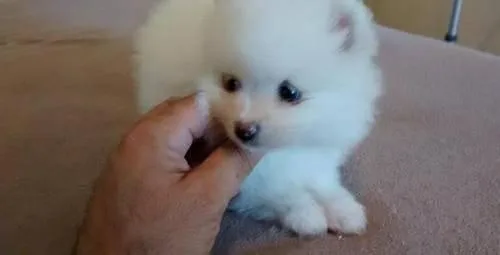 Beautiful Teacup Pomeranian Puppies Ready to Go