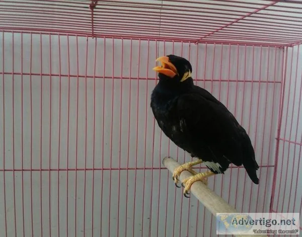 friendly amazing talking mynah birds ready
