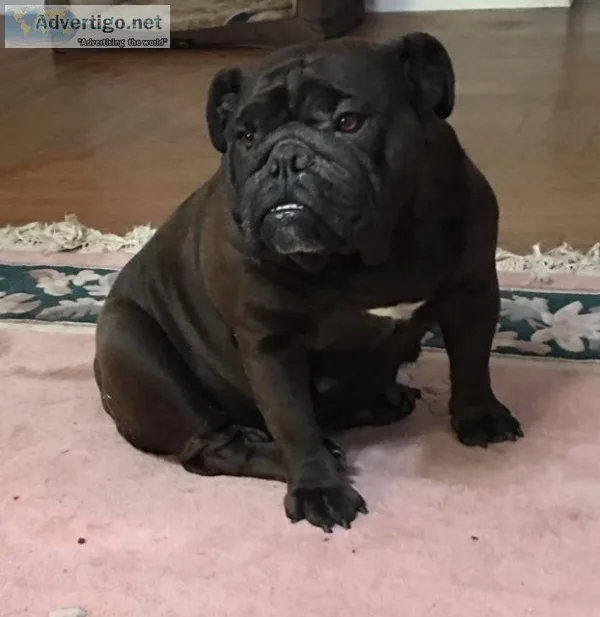 English bulldog female seal 4 yrs papers microchip