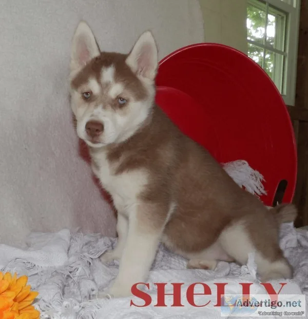 Shelly Female Siberian Husky