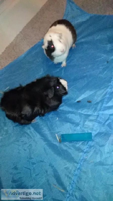2 Sister Guinea Pigs Looking For Home