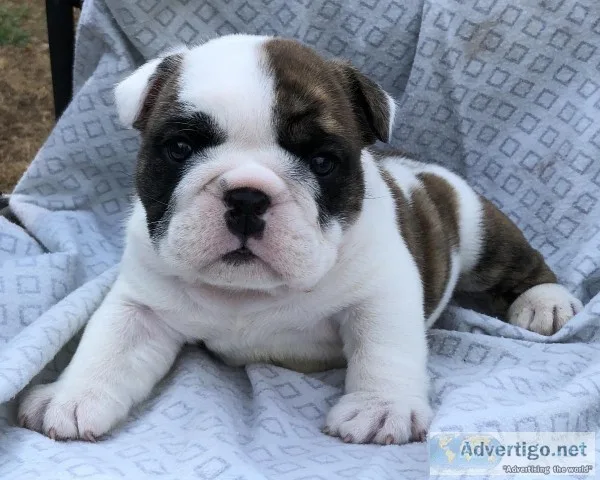 AKC English Bulldogs