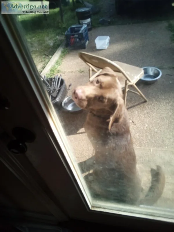 Chocolate Lab To Good Home
