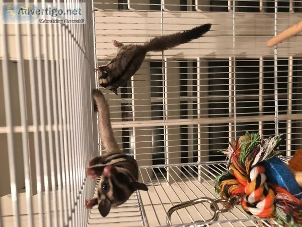 Free Sugar Glider Males