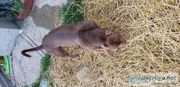 Tri chocolate bully male 2 years 6 months abkc registerd