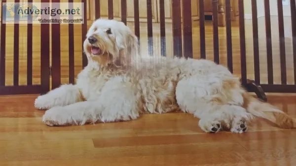 Goldendoodles
