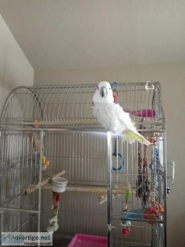 Umbrella cockatoo
