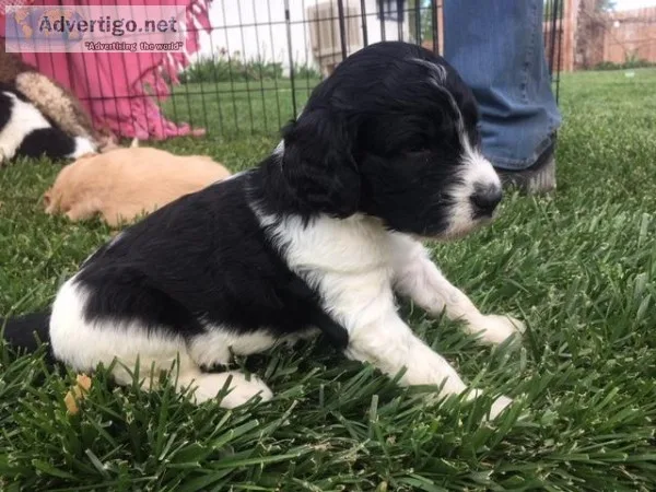 Labradoodle Parti Puppies F1b
