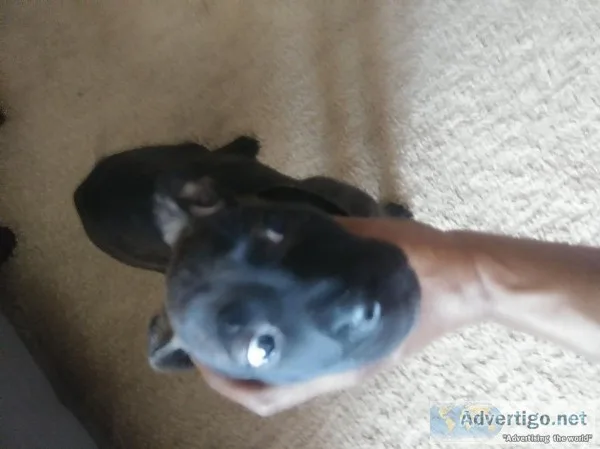 Tiger stripe pitbull sale sale 11weeks