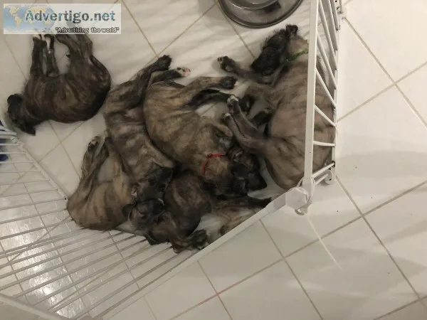 Irish Wolfhound puppies