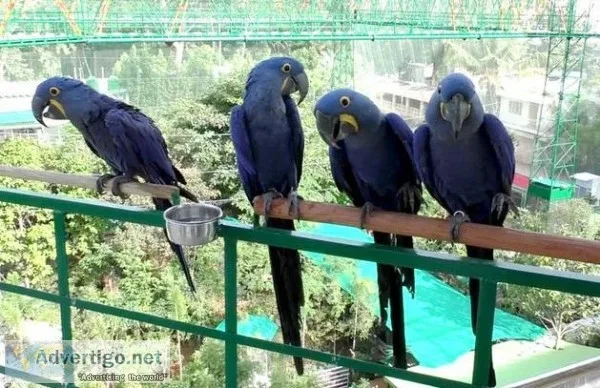 Hyacinth Macaws(Blue Macaw)