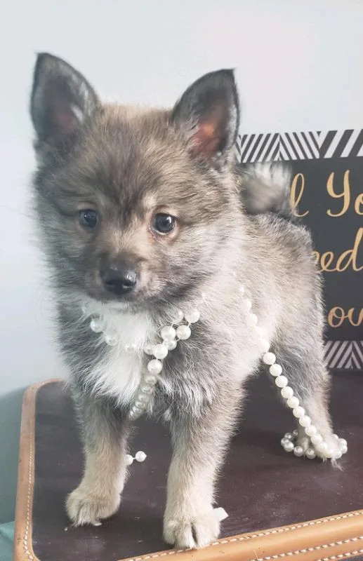 Adorable Pomsky Puppies