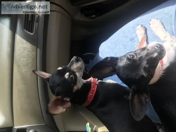 2 chihuahua min pin puppies