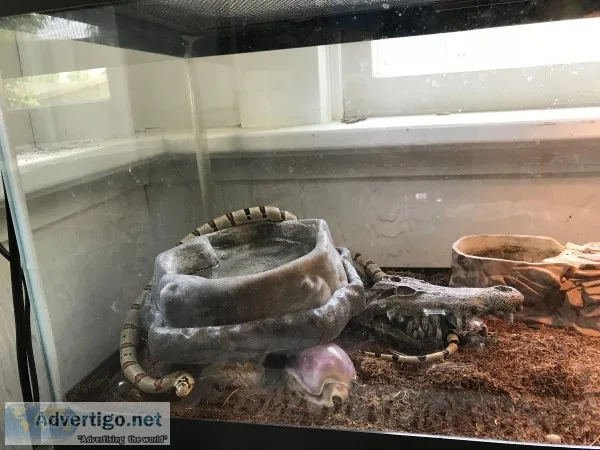 Young Corn snake for sell