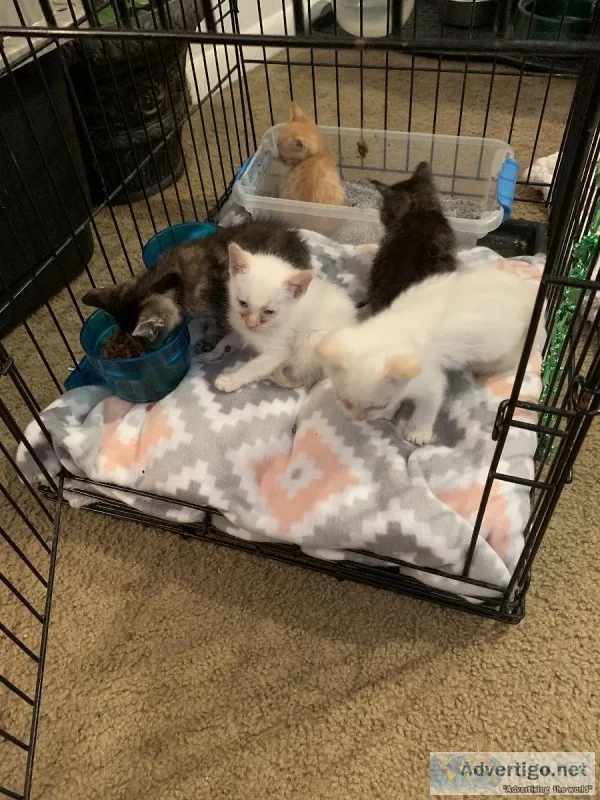 Kittens