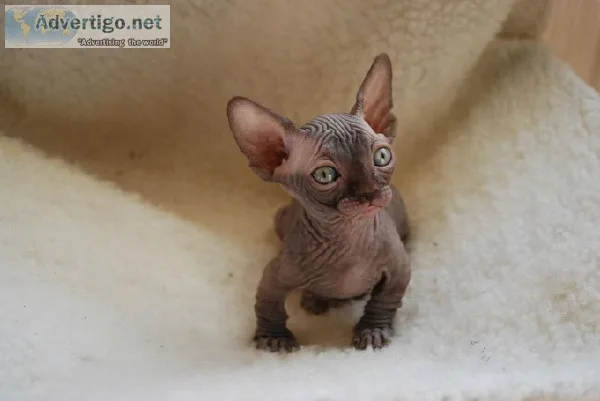 Sphynx KITTENS