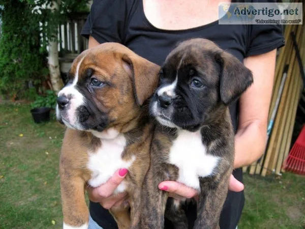 Healthy Purebred Boxer puppies