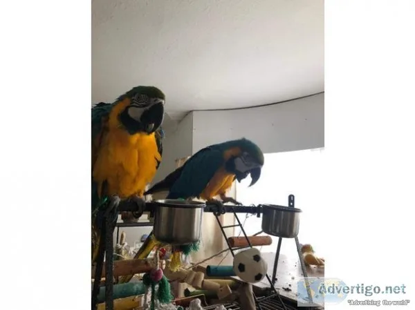 Blue and Gold Macaws (Rescue)