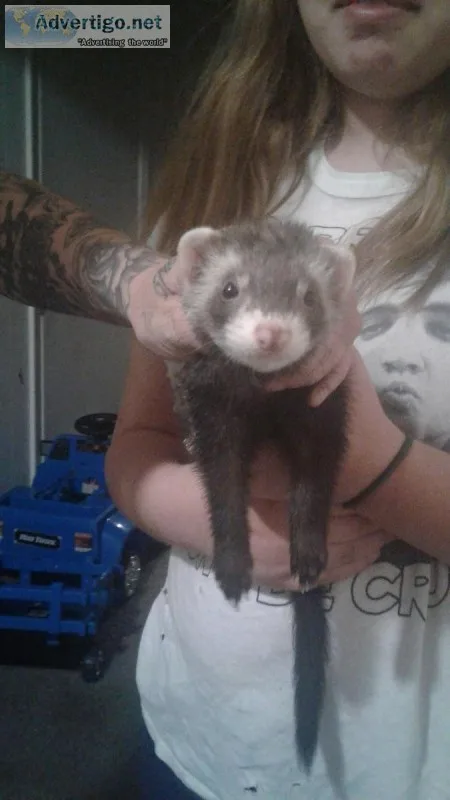 2 BEAUTIFUL Ferrets