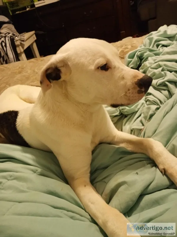 Free PitBull