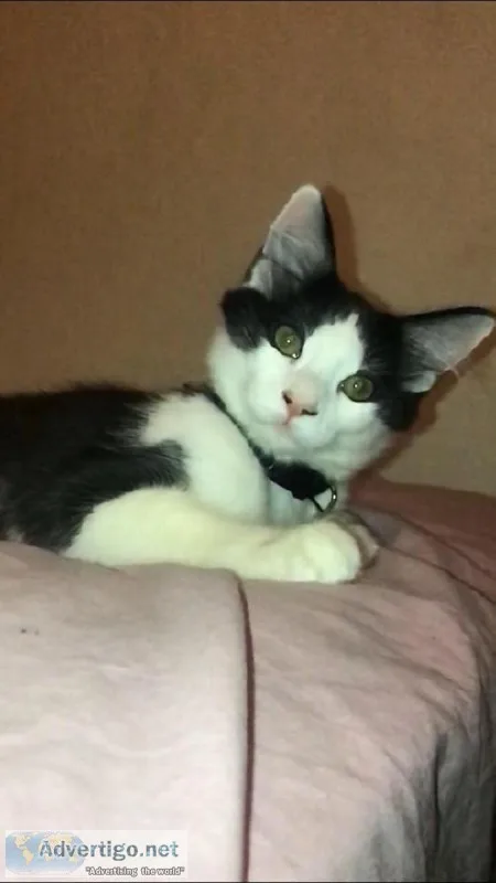 Cats