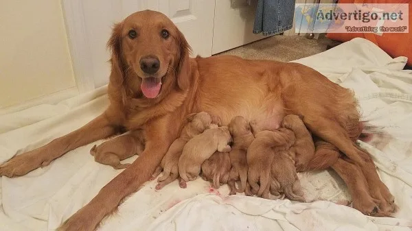 golden retriever puppies