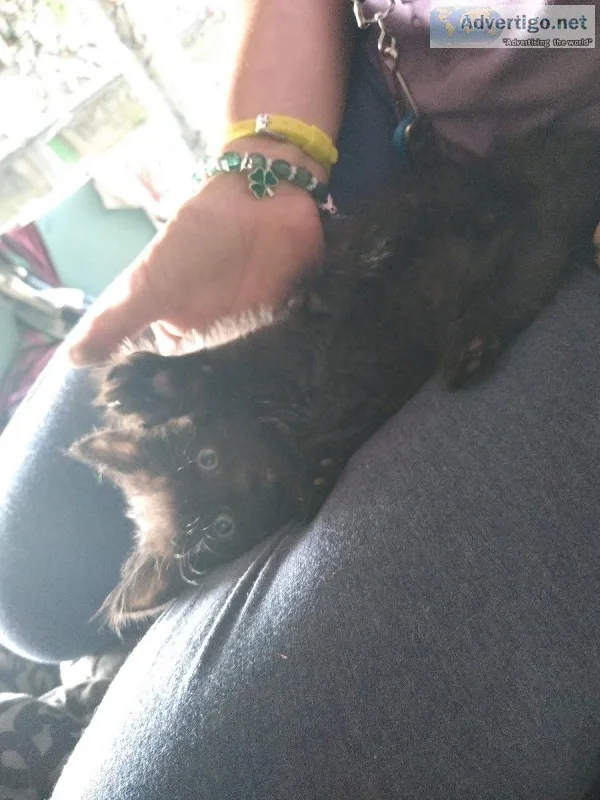Kitten
