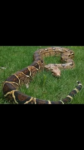 Male boa constructor for sale