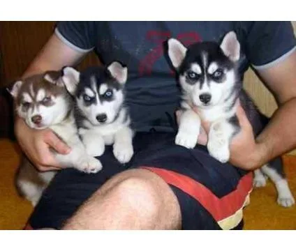 Shiberien huskies puppies